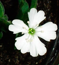 Sylene stenophylla